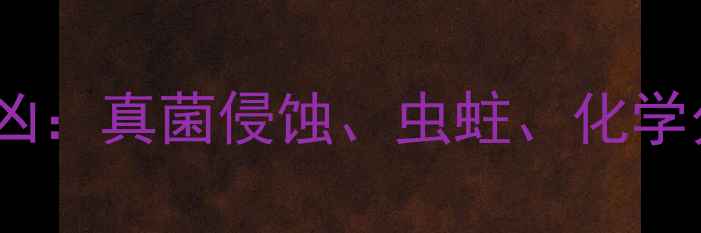图片 木材腐朽的五大元凶：真菌侵蚀、虫蛀、化学分解及环境因素全1